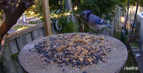 Kamera IP Reolink GO Series G330 4G LTE USB-C z akumulatorem camouflage REOLINK