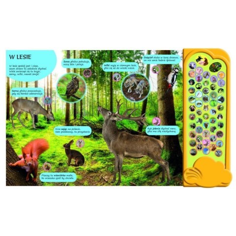 50 dźwięk. zwierzęta wokół nas AWM WYDAWNICTWO