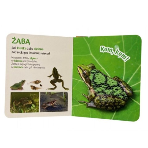 Pogłaszcz zwierzątko na łące AWM WYDAWNICTWO AWM WYDAWNICTWO