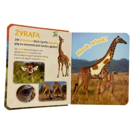 Pogłaszcz zwierzęta świata AWM WYDAWNICTWO AWM WYDAWNICTWO