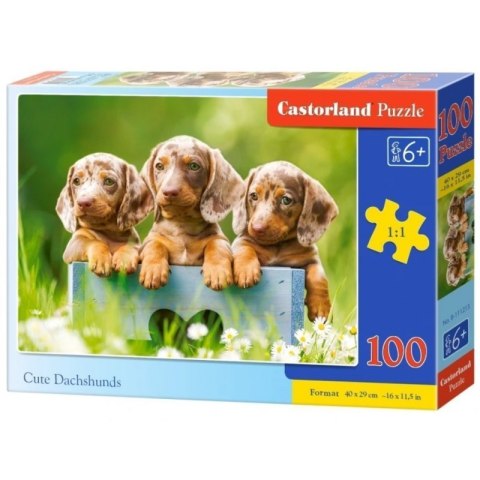 Puzzle 100 cute dachshunds CASTOR CASTOR